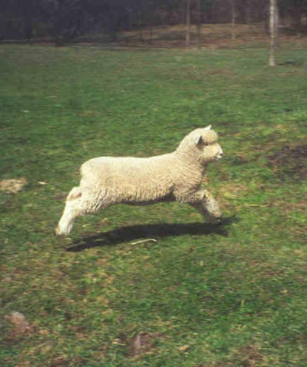 Running Lamb